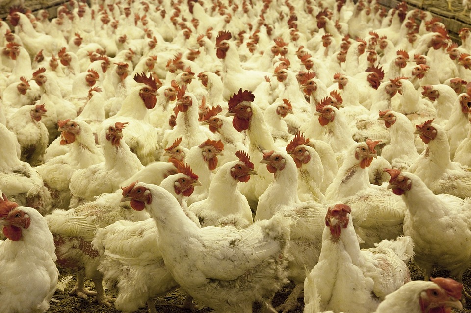 Oposición de varias organizaciones a la ampliación de una explotación avícola en Huesca